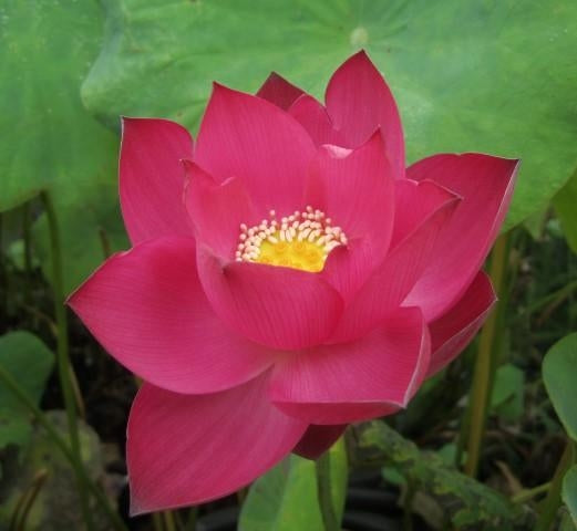 'Chu Chu' Lotus - Vivid Red (Bare Root Tuber) - Min Qty. 2 Per Variety