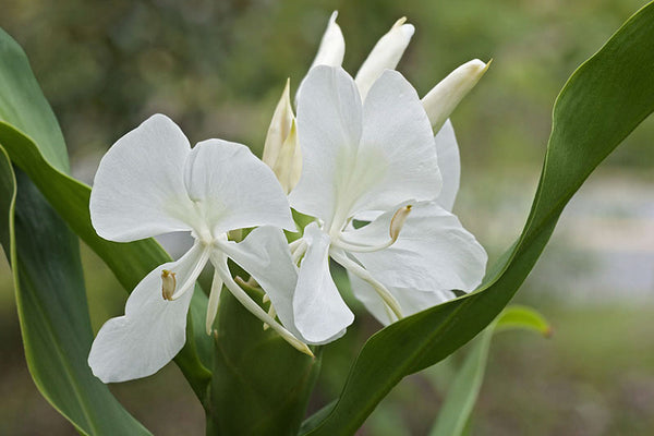 Hedychium Coronarium 'White Butterfly Ginger' (Bare Root) - Minimum Qty. 5 Per Variety