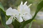 Hedychium Coronarium 'White Butterfly Ginger' (Bare Root) - Minimum Qty. 6 Per Variety