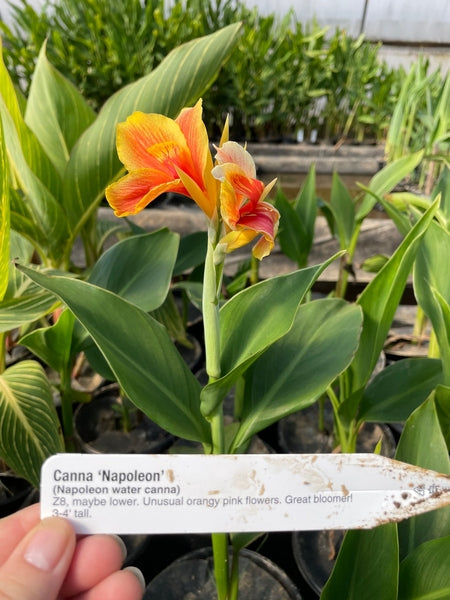 Canna 'Napoleon' (Bare Root) - Minimum Qty. 3 Per Variety