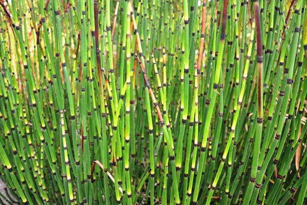 Equisetum Hymale - 'Horsetail' (Bare Root)