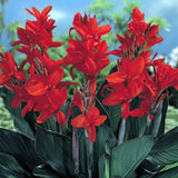Canna 'Australia Compact' (Bare Root) Very Dwarf - Minimum Qty. 3 Per Variety (POPULAR)