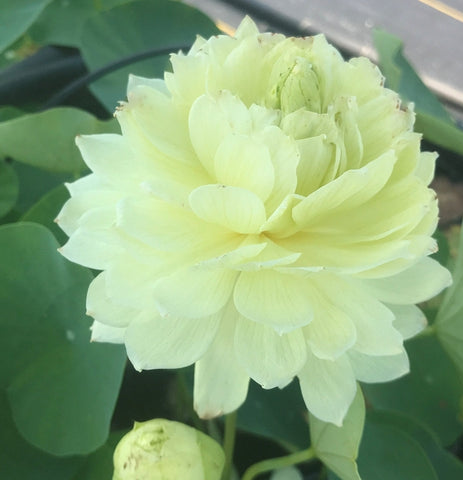 'Lemon Lime' Lotus - Multi Petal Yellow (Bare Root Tuber) - Min Qty. 3 Per Variety NEW