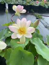 'Space Lotus 36' Lotus - Very Large Light Pink (Bare Root Tuber) - Min Qty. 2 Per Variety