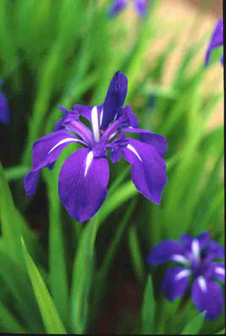 Iris Laevigata 'Royal Cartwheel' (Bare Root) - Minimum Qty. 6 Per Variety