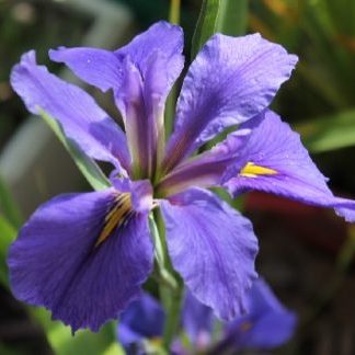 Iris Louisiana 'Clyde Redmond' (Bare Root) - Minimum Qty. 5 Per Variety