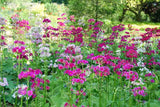 Primula Japonica 'Japanese Primrose' (Bare Root) - Minimum Qty. 6 Per Variety