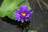 'King of Siam' - Double Purple Day Blooming Tropical Lily (Bare Root)