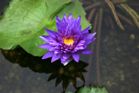 'King of Siam' - Double Purple Day Blooming Tropical Lily (Bare Root)