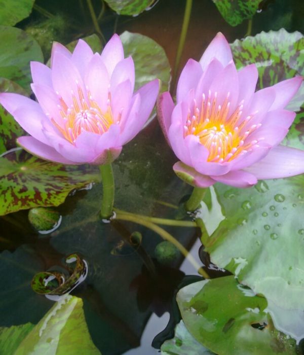 'Key Largo' - Lavender Blue Day Blooming Tropical Lily (Bare Root)