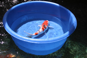 Matala Koi Viewing Bowls