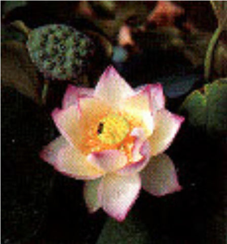'Chawan Basu' Lotus - Single Light Pink to Cream (Bare Root Tuber) - Min Qty. 3 Per Variety