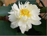 'High Cotton' Lotus - Multi Petal White (Bare Root Tuber) - Min Qty. 2 Per Variety