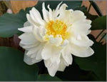'High Cotton' Lotus - Multi Petal White (Bare Root Tuber) - Min Qty. 3 Per Variety