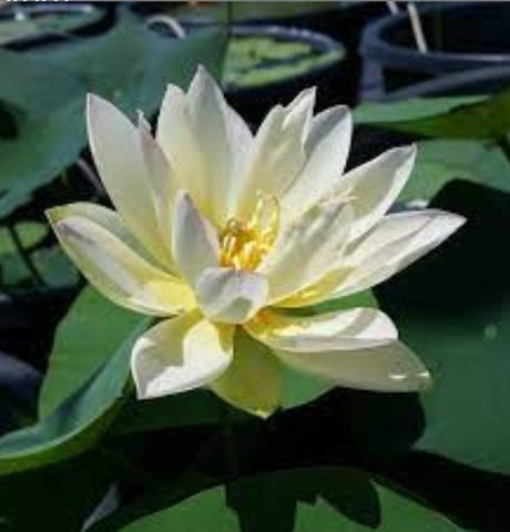 'Oriole Out of Water' Lotus - Pink/Yellow/Cream (Bare Root Tuber) - Min Qty. 3 Per Variety NEW