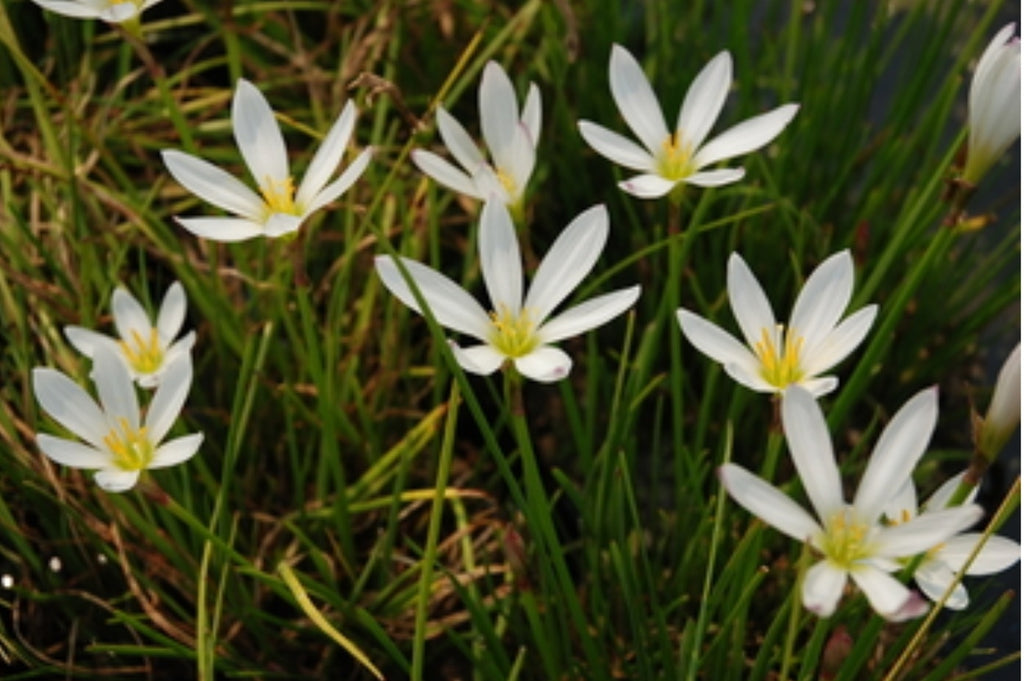 white lily root Zephyranthes Candida 'White Fairy Lily' (Bare Root)