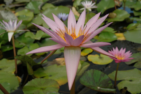 'A. Siebert' - Pink Day Blooming Tropical Lily (Bare Root)