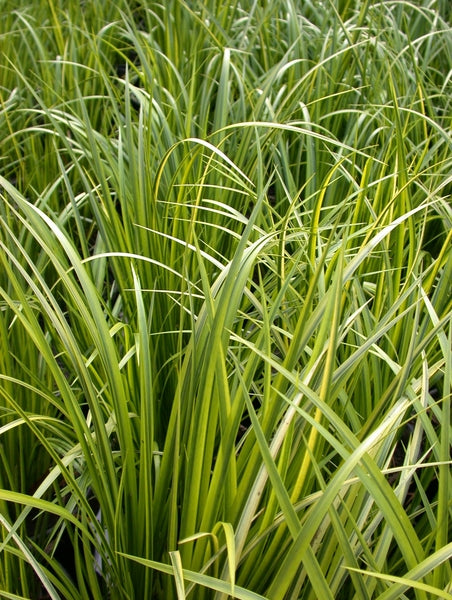 Acorus Gramineus 'Ogon' - Golden Japanese Sweet Flag (Bare Root) - Minimum Qty. 5 Per Variety