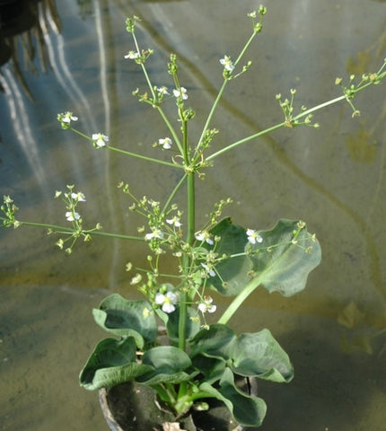 Alisma Parviflorum 'Spoon Leaf Plantain' (Bare Root) - Minimum Qty. 6 Per Variety
