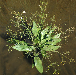 Alisma Plantago-Aquatica 'Water Plantain' (Bare Root) - Minimum Qty. 6 Per Variety