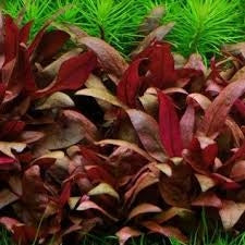Alternanthera Reineckii 'Dwarf Red Leaf' (Bare Root) - Minimum Qty. 6 Per Variety