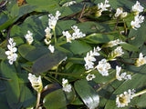 Aponogeton Distachyus 'Water Hawthorne' (Bare Root) - Minimum Qty. 6 Per Variety *WINTER BLOOMER