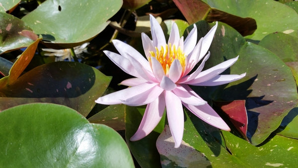 Arc-en-Ciel - Light Pink Hardy Lily (Bare Root) - Minimum Qty. 3 Per Variety