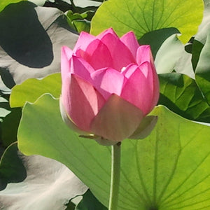 'Asian Sacred' Lotus - Single Light Pink to Cream (Bare Root Tuber)
