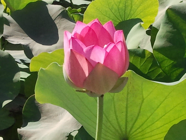 'Asian Sacred' Lotus - Single Light Pink to Cream (Bare Root Tuber) - Min Qty. 2 Per Variety