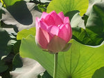 'Asian Sacred' Lotus - Single Light Pink to Cream (Bare Root Tuber) - Min Qty. 3 Per Variety