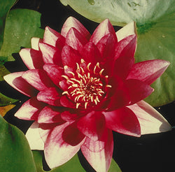 Attraction - Red Hardy Lily (Bare Root) - Minimum Qty. 3 Per Variety