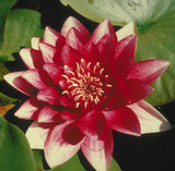 Attraction - Red Hardy Lily (Bare Root) - Minimum Qty. 3 Per Variety