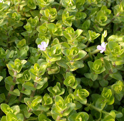 Bacopa Caroliniana 'Lemon Bacopa' (Bare Root) - Minimum Qty. 5 Per Variety