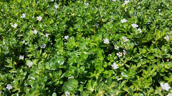 Bacopa Monnieri 'Water Hyssop/Memory Herb' (Bare Root) - Minimum Qty. 5 Per Variety