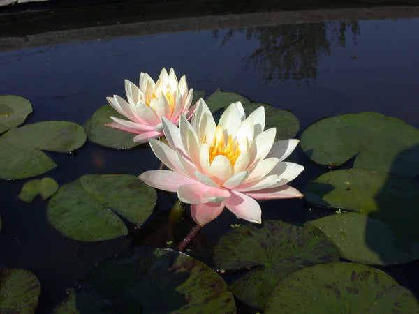 Barbara Dobbins - Large Yellow Hardy Lily (Bare Root) - Minimum Qty. 3 Per Variety