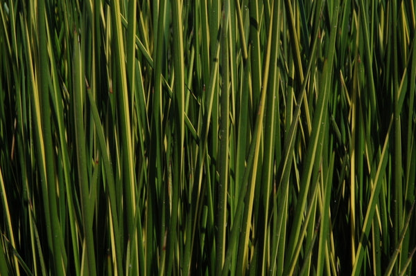 Baumea Rubiginosa Variegata 'Variegated Striped Rush' (Bare Root) - Minimum Qty. 5 Per Variety