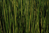 Baumea Rubiginosa Variegata 'Variegated Striped Rush' (Bare Root) - Minimum Qty. 5 Per Variety