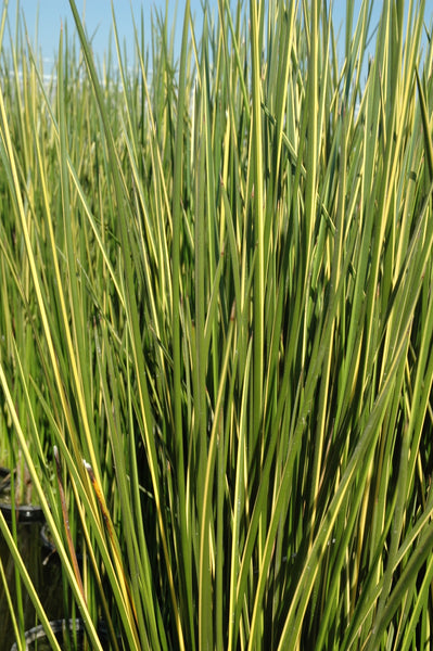 Baumea Rubiginosa Variegata 'Variegated Striped Rush' (Bare Root) - Minimum Qty. 5 Per Variety