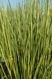 Baumea Rubiginosa Variegata 'Variegated Striped Rush' (Bare Root) - Minimum Qty. 6 Per Variety
