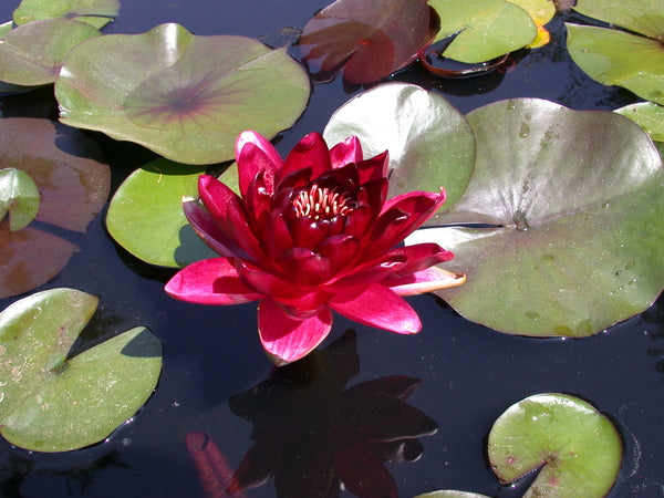 Black Princess - Dark Red Hardy Lily (Bare Root) - Minimum Qty. 3 Per Variety