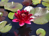 Black Princess - Dark Red Hardy Lily (Bare Root) - Minimum Qty. 3 Per Variety