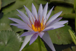 'Blue Star' - Blue Day Blooming Tropical Lily (Bare Root)