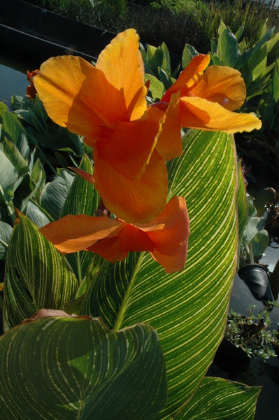 Canna 'Bengal Tiger' (Bare Root) - Minimum Qty. 3 Per Variety
