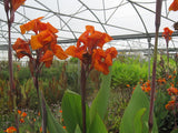 Canna 'Emerald Sunset' (Bare Root) - Minimum Qty. 3 Per Variety