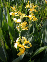 Canna Longwood 'Ra' (Bare Root) - Minimum Qty. 3 Per Variety