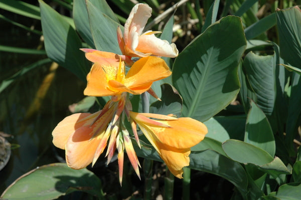 Canna 'Orange Sherbert' (Bare Root) - Minimum Qty. 3 Per Variety