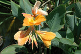 Canna 'Orange Sherbert' (Bare Root) - Minimum Qty. 3 Per Variety