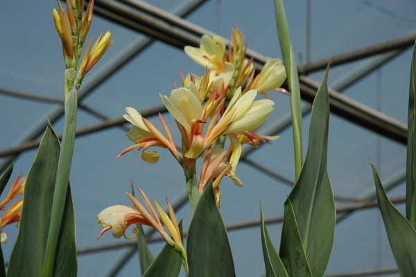 Canna 'Panache' (Bare Root) - Minimum Qty. 3 Per Variety