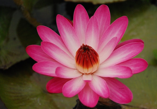 'Catherine Marie' - Red Night Blooming Tropical Lily (Bare Root)