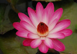 'Catherine Marie' - Red Night Blooming Tropical Lily (Bare Root)